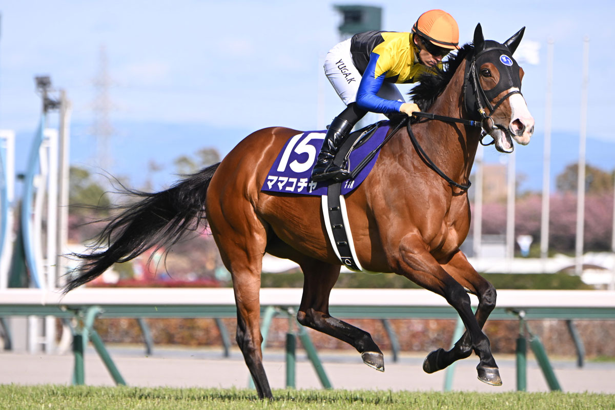 ママコチャはセントウルSから始動しスプリンターズSへ 池江泰寿調教