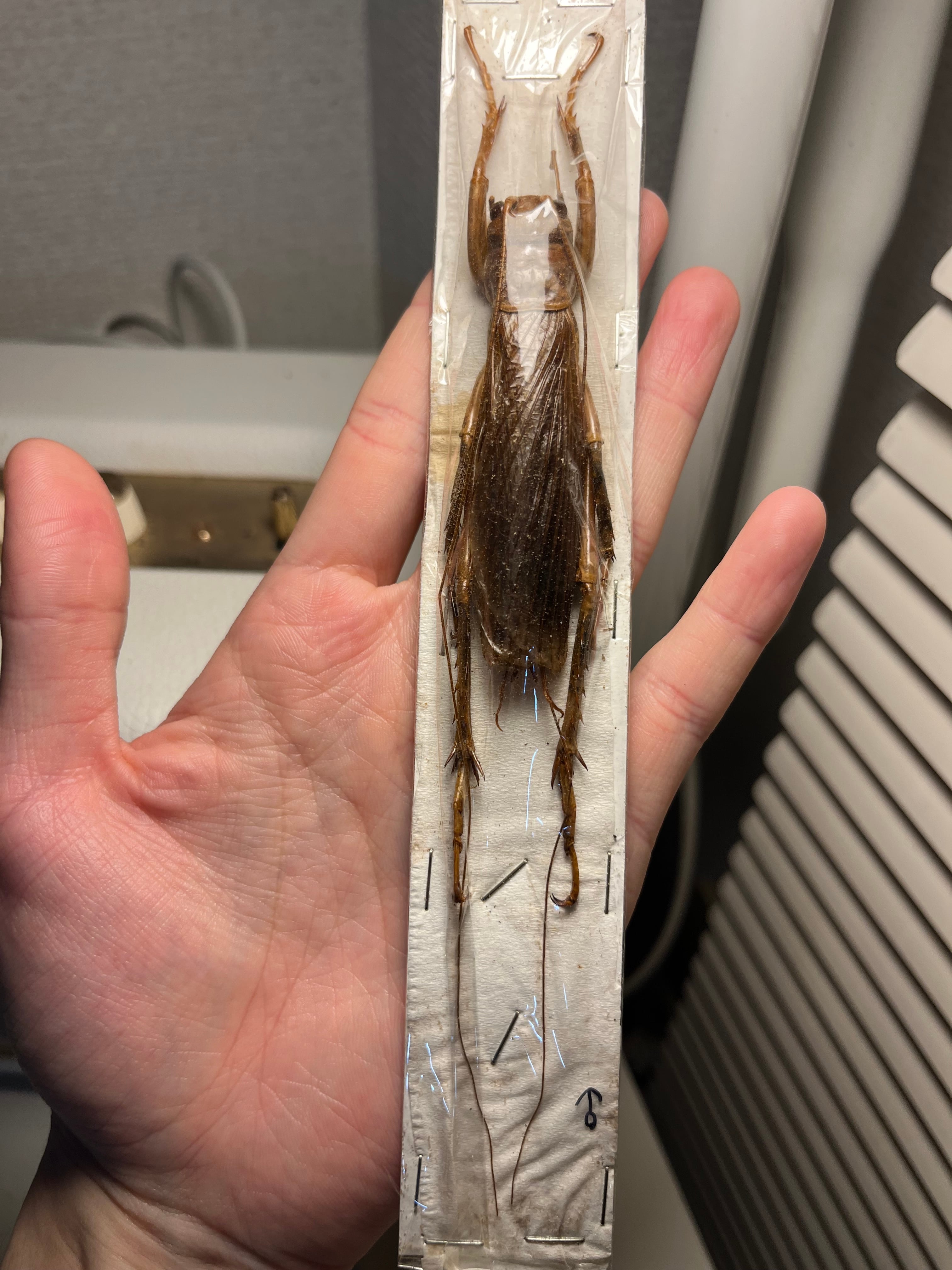極美】ハラビロカマキリ Hierodula 昆虫標本 スパイダーマンティス