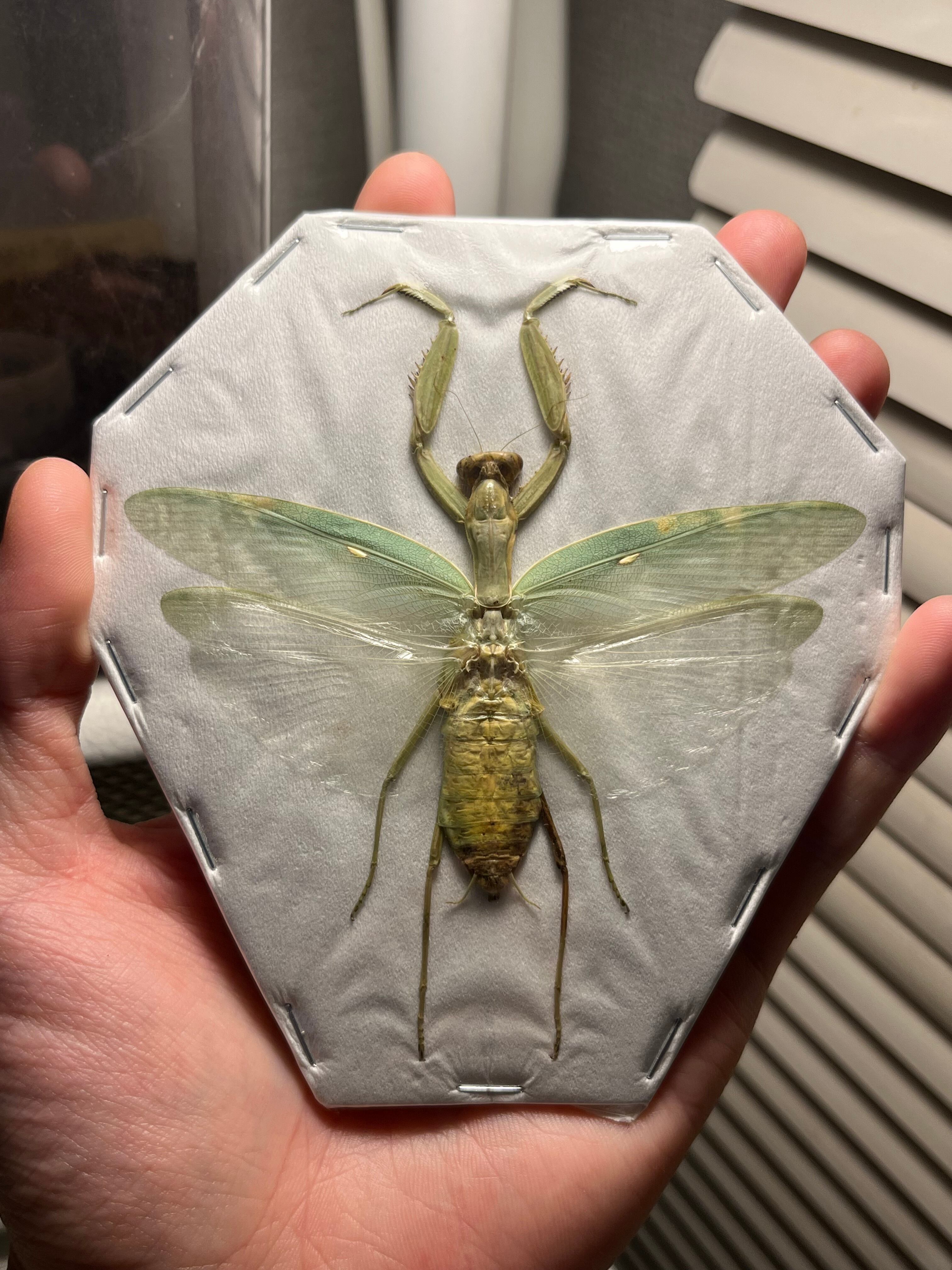 極美】ハラビロカマキリ Hierodula 昆虫標本 スパイダーマンティス