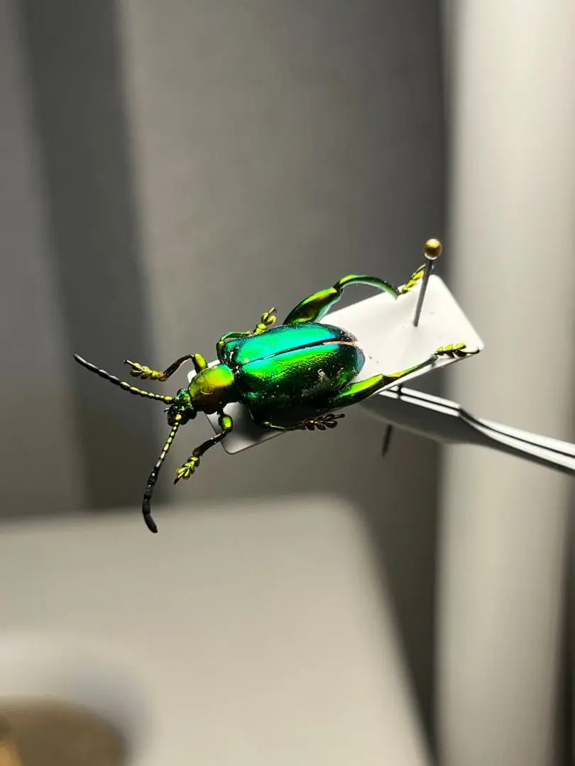 2026年最新】プラチナコガネ 標本の人気アイテム - メルカリ