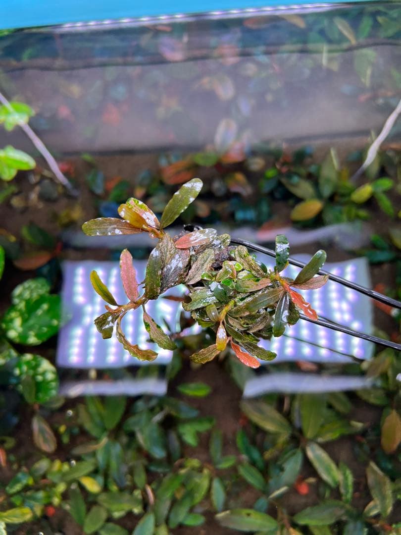 Bucephalandra sp. Varigata Pink 水中葉 6-7株 Bucephalandra sp.PinkVariegatedピンクバリエガータ Bucephalandra sp