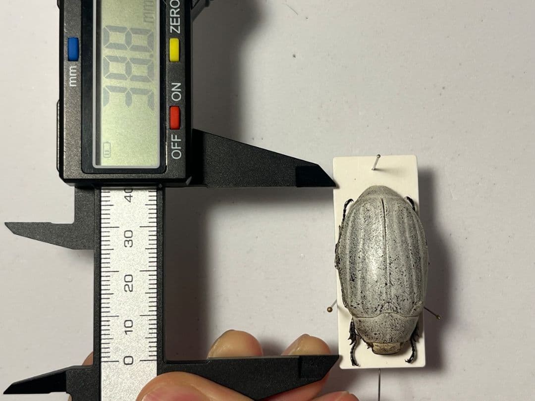 38mm】マッシロコガネ Cyphochi昆虫標本 プラチナコガネ 美しい